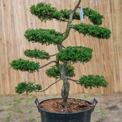 Bonsai Juniperus Repanda 120cm C60
